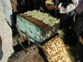 Recherche-action à Madagascar ruche et apiculteurs